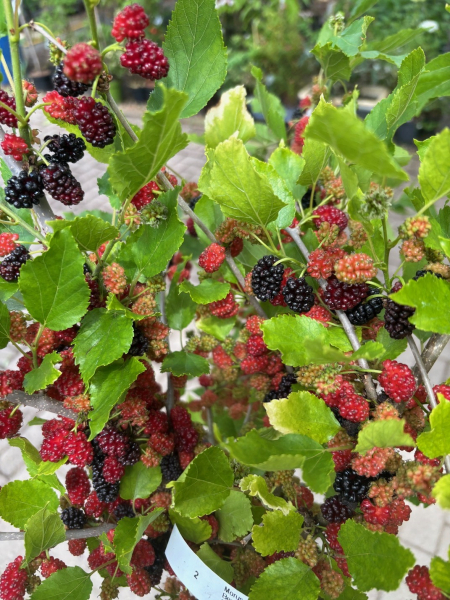 Hochstamm Zwerg-Maulbeere Mojo Berry 1