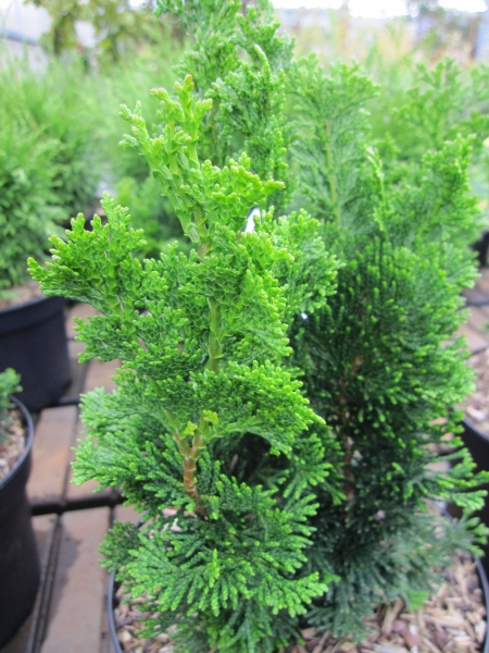 Chamaecyparis obtusa Vokels Upright2