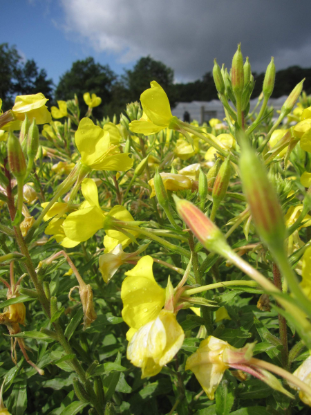 Oenothera biennis 2