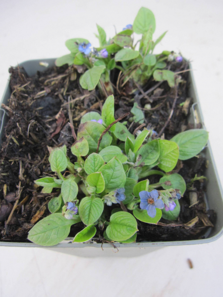 Omphlalodes verna 2