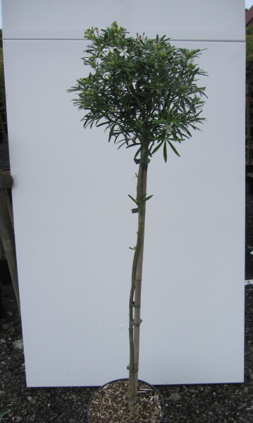 Hochstamm Orangenblume White Dazzler 3