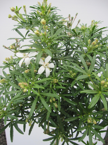 Hochstamm Orangenblume White Dazzler 1