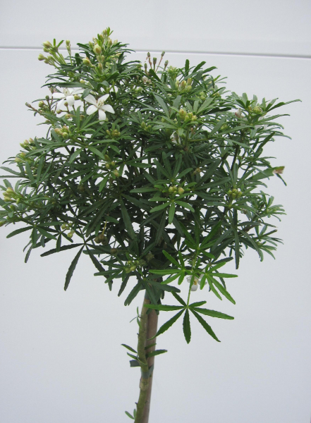 Hochstamm Orangenblume White Dazzler 2