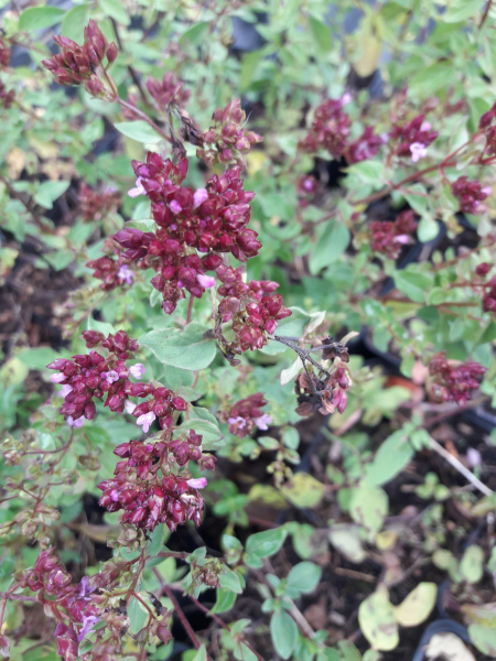 Blumen Dost Hopleys 1