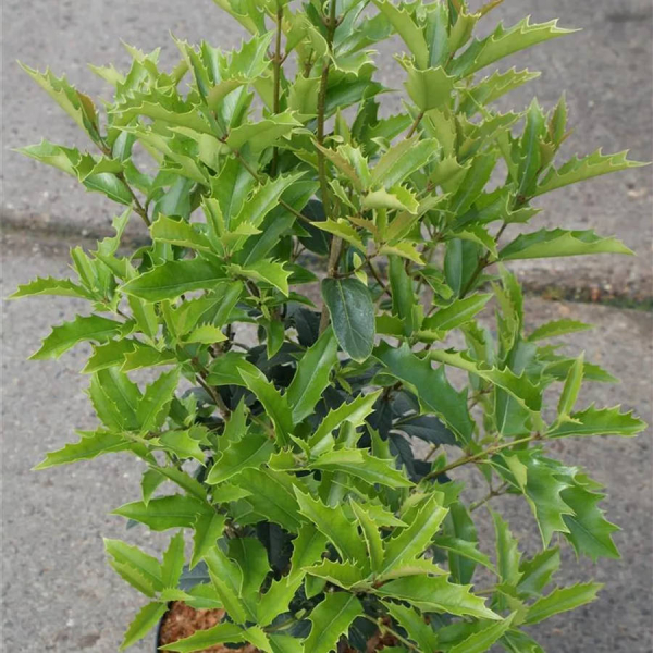 Osmanthus armatus 2