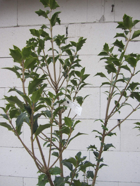 Stachelblättrige Duftblüte Ostfriesland 4
