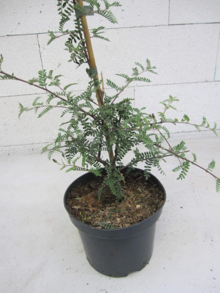 Osteomeles schwerinae 4