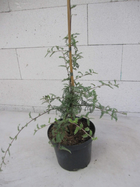 Osteomeles schwerinae 3