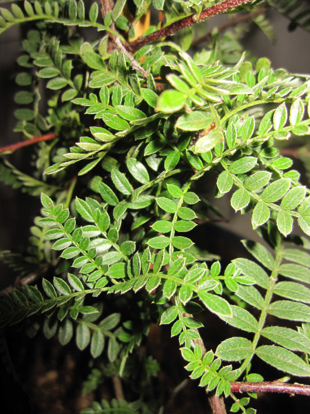 Osteomeles schwerinae 1