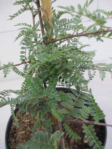 Osteomeles schwerinae 2