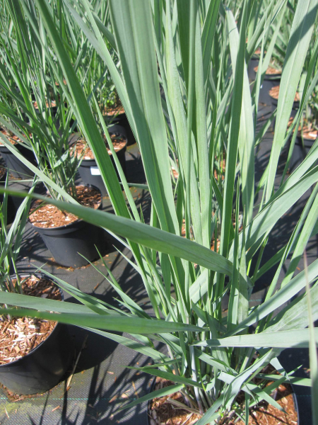Panicum virgatum Blue Fountain 2