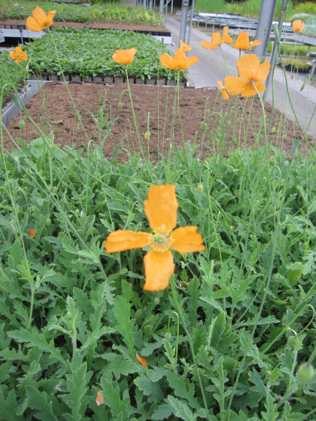 Atlas Mohn 2