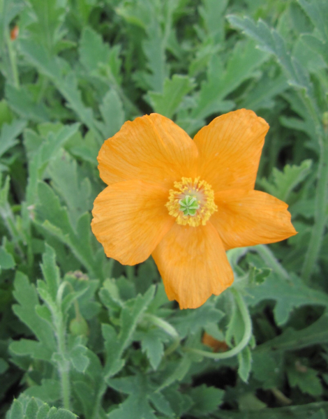 Atlas Mohn 1