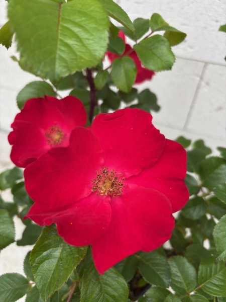 Parkrose Robusta 2