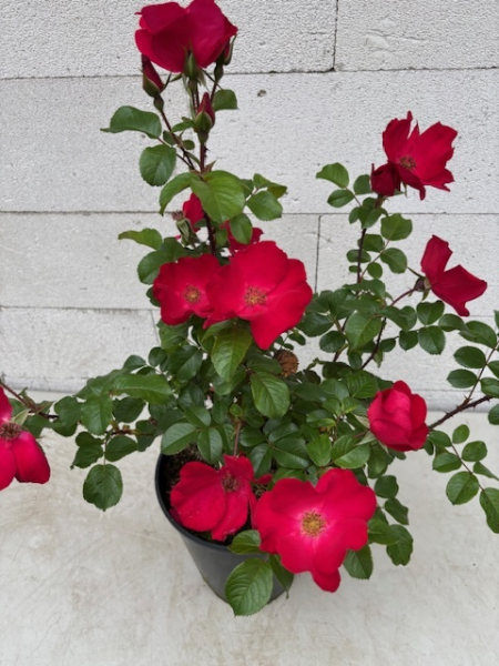 Parkrose Robusta 1