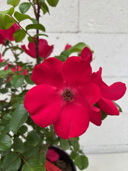 Parkrose Robusta 4