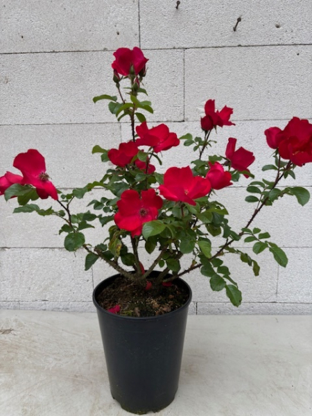 Parkrose Robusta 6