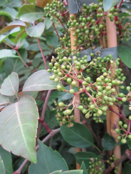 Parthenocissus Henryana 2