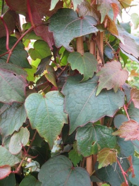 Parthenocissus tricuspidata Veitchii 2