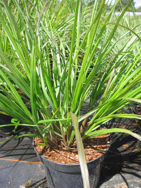 Pennisetum alopecuroides Moudry 3