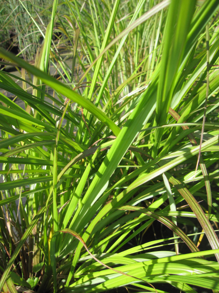 Pennisetum alopecuroides Moudry 2