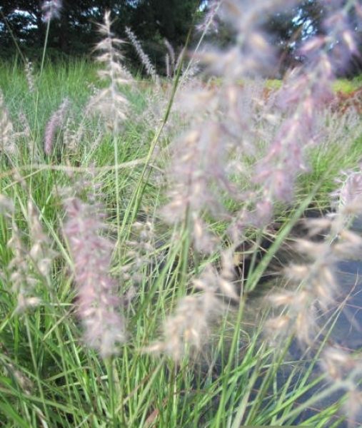 Pennisetum orientale 2