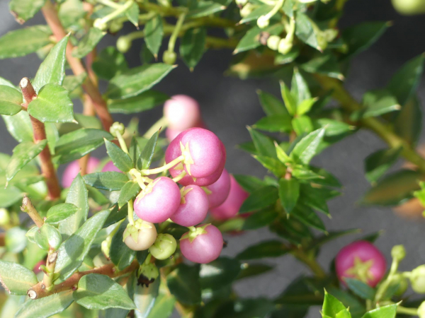 Pernettya mucronata Rosea