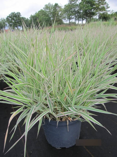 Phalaris arundinacea picta 1