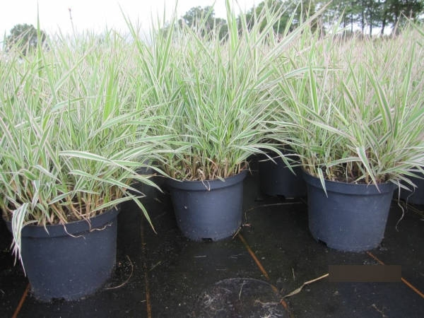 Phalaris arundinacea picta  2
