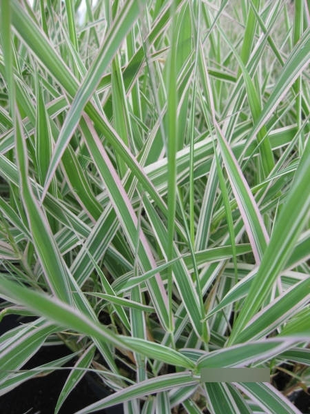 Phalaris arundinacea picta  3