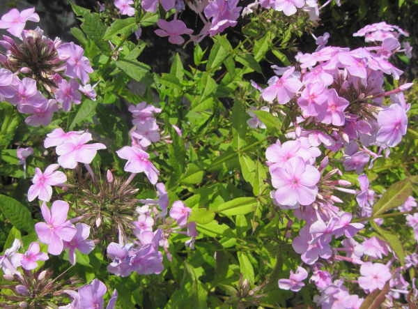 Großblättriger Phlox Kleiner Augenstern 1