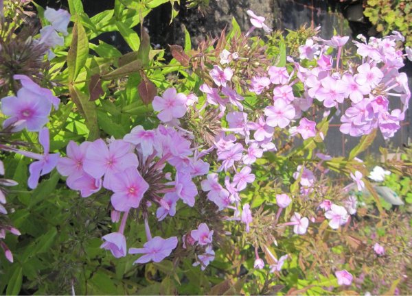 Großblättriger Phlox Kleiner Augenstern 2
