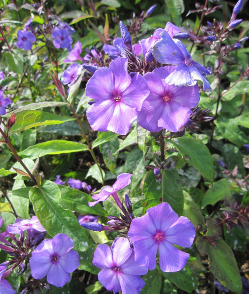Hohe Flammenblume Blue Paradies 1