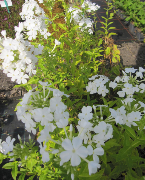 Hohe Flammenblume Fujiyama 3