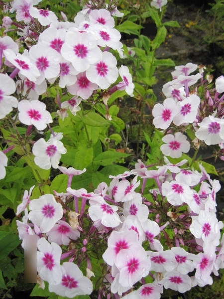 Phlox paniculata Swizzle