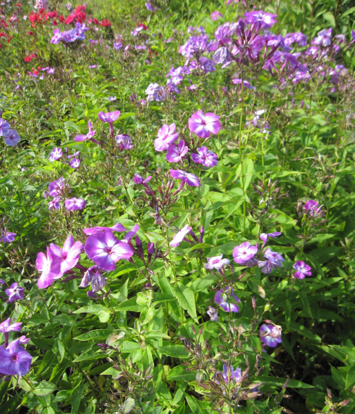 Hoher Garten-Phlox Uspech 3