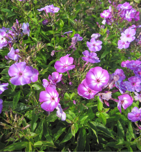 Hoher Garten-Phlox Uspech 1