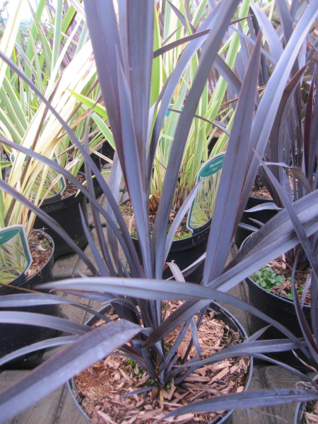 Phormium Black Velvet 1