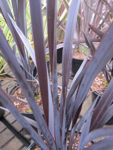Phormium Black Velvet 2