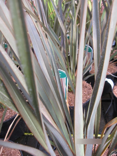 Phormium Bronze Baby 2