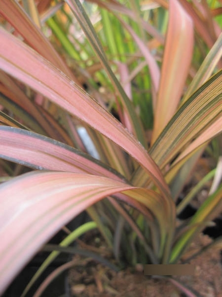 Phormium Rainbow Sunrise 2