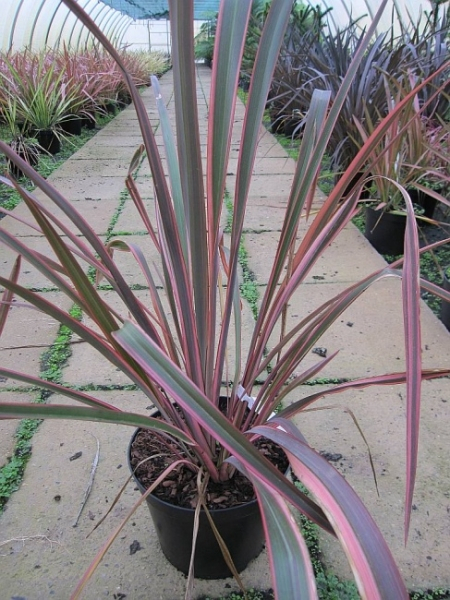 Phormium tenax Joker 1