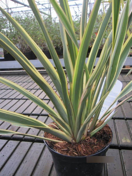 Phormium tenax Wings of Gold 1