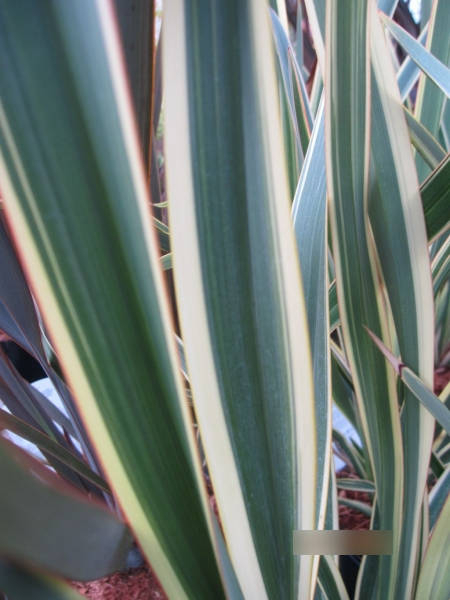 Phormium tenax Wings of Gold 3