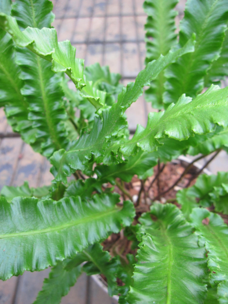 Phyllitis scolopendrium Augustifolia 1