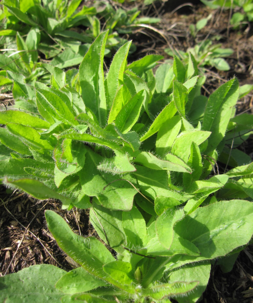 Phyteuma scheuchzeri 2