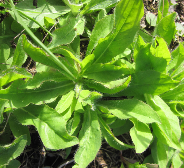 Phyteuma scheuchzeri 1