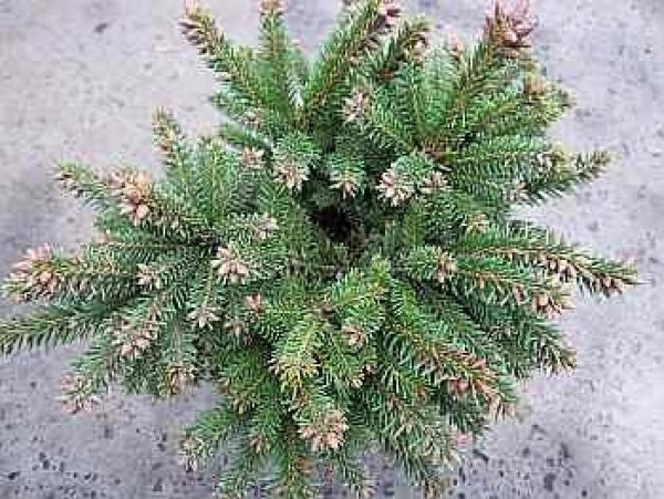 Picea abies Pygmea2