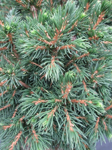 Picea abies Tompa2