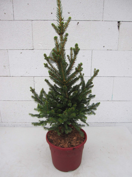 Picea abies Wills Zwerg 3